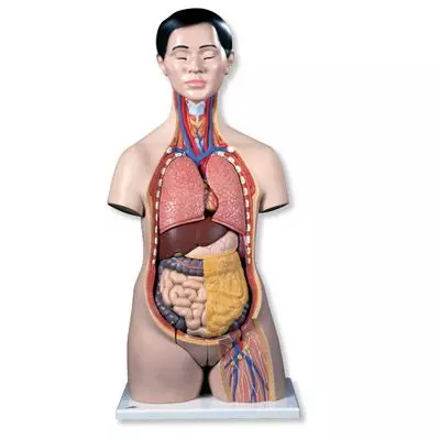 Torso bisexuado asiático B32/1