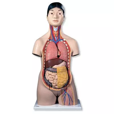 Torsos bisexuado japoneses, 18 partes B32/4