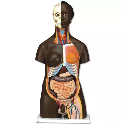 Torso africano,  bisexuado, 24 partes B37