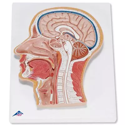 Corte medial de la cabeza C12