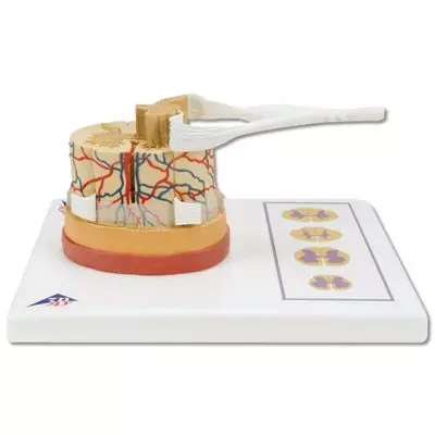 Médula espinal con terminaciones nerviosas C41