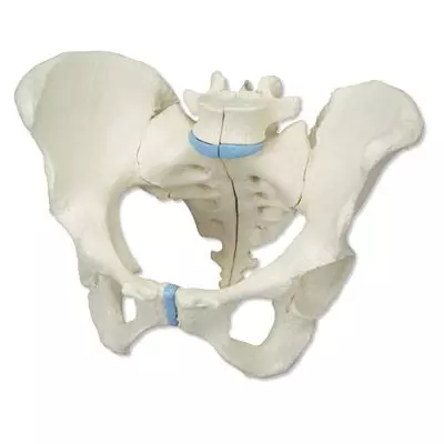 Pelvis femenina, 3-partes H20/1