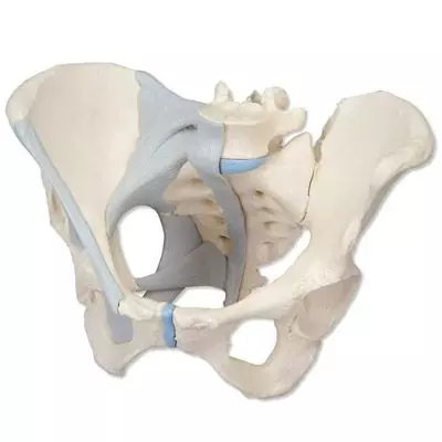 Pelvis femenina con ligamentos, 3-partes H20/2