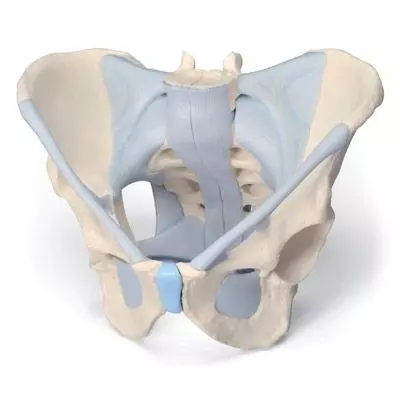 Pelvis masculina con ligamentos, 2 piezas 3B Scientific H21/2