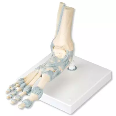 Modelo del esqueleto del pie con ligamentos M34