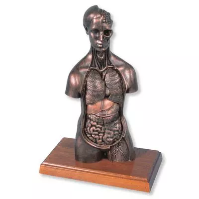 MEDart™ Torso, de cobre MAB09K