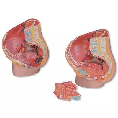 Pelvis femenina  MEDart™ MAH10