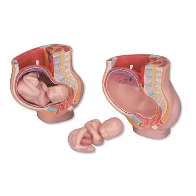 MEDart™ Pelvis durante el embarazo MAL20