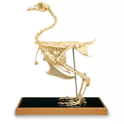 Esqueleto de gallina (Gallus gallus) T30002