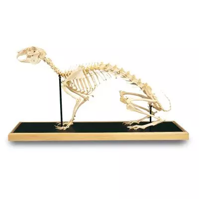 Esqueleto de una liebre (Lepus europaeus) T30008