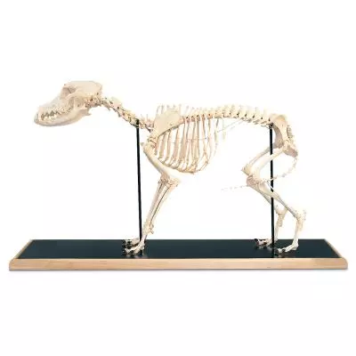 Esqueleto de un perro (Canis domesticus) T30009