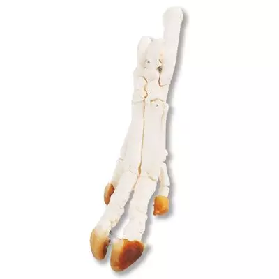 1 Pie de un cerdo (Sus scrofa) T30022