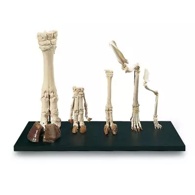 Formas típicas de pies de mamíferos T30024