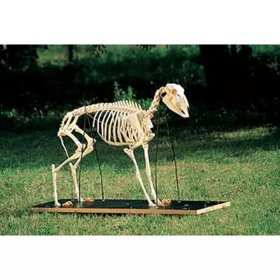 Esqueleto de carnero (Ovis aries) 3B Scientific