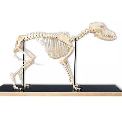 Esqueleto de un perro (Canis domesticus) T30040