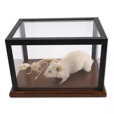 Esqueleto de un ratón y ratón preparado T31001