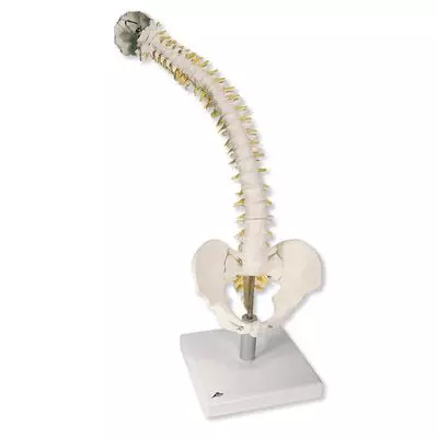 Columna flexible, con discos intervertebrales suaves VB84