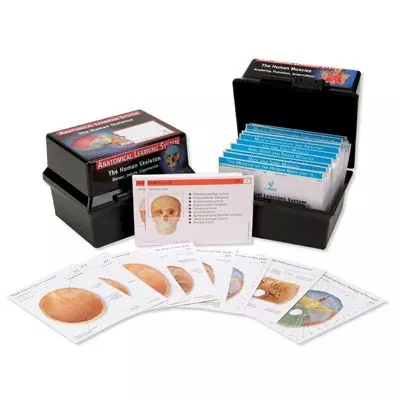 El sistema muscular en fichas de aprendizaje - inglés W11503