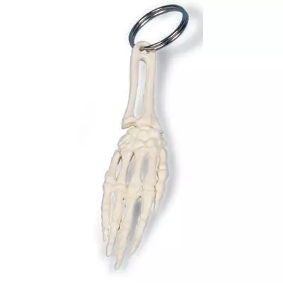 Llavero con forma de mano de 3B Scientific