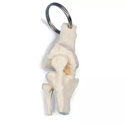 Llavero de argolla, rodilla W40008