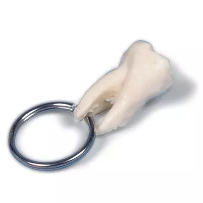 Llavero de argolla, muela W40009