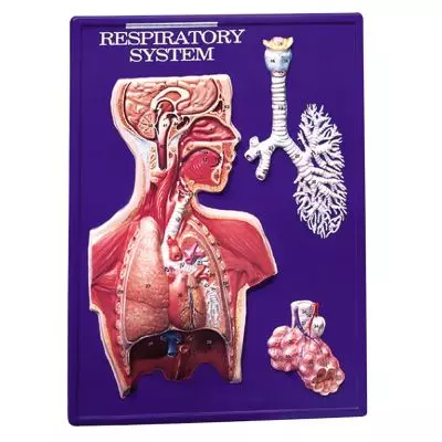 Modelo didáctico de las vías respiratorias W40202