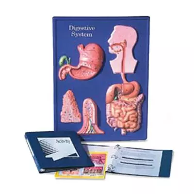 Modelo didáctico del sistema digestivo W40204