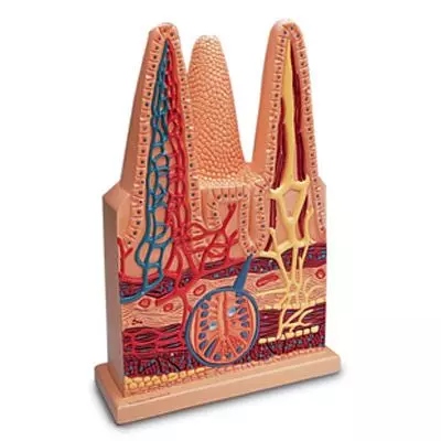 Villi intestinal, 100 veces su tamaño natural W42507