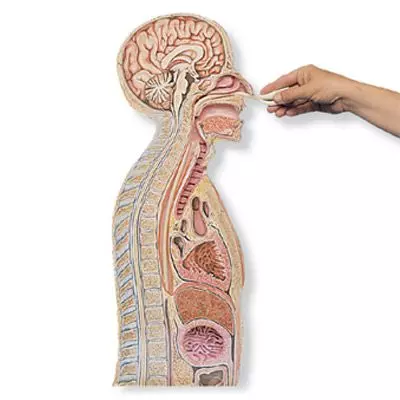 Modelo de intubación nasogástrica W43020