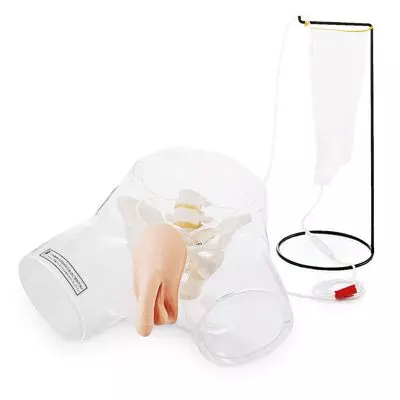 Modelo de catéter masculino transparente 3B Scientific