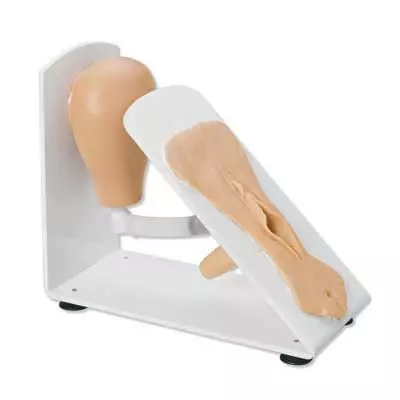 Simulador de cateterismo femenino 3B Scientific