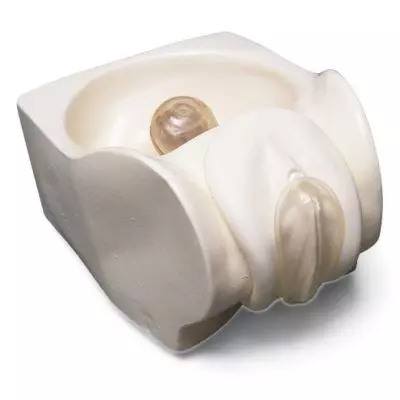 Modelo de Anticonceptivo Femenino W45154