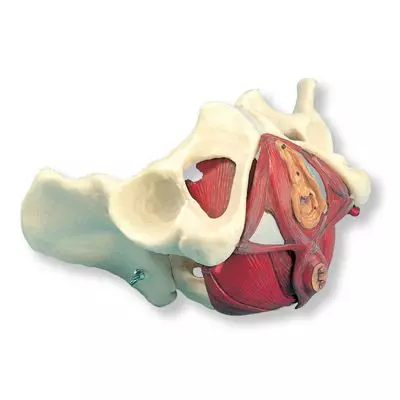 Pelvis y suelo de la pelvis femenina, 5 piezas W19025