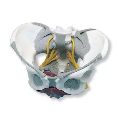 Pelvis femenina con ligamentos, nervios y músculos W19020