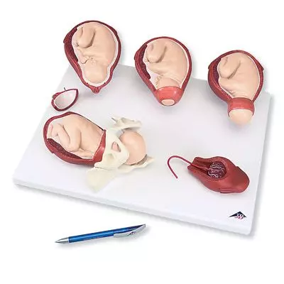 Modelo de las fases del parto VG393