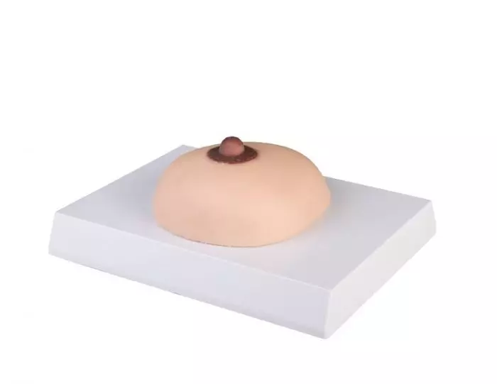 Modelo para la palpación de mama L281 Erler Zimmer