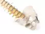 Columna vertebral didáctica con pelvis Erler Zimmer