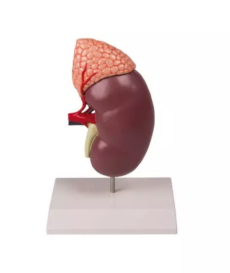 Riñón con glándula suprarrenal aumentado 2 veces K213 Erler Zimmer