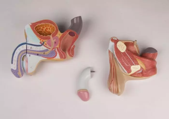 Órganos genitales masculinos en 4 partes L250 Erler Zimmer