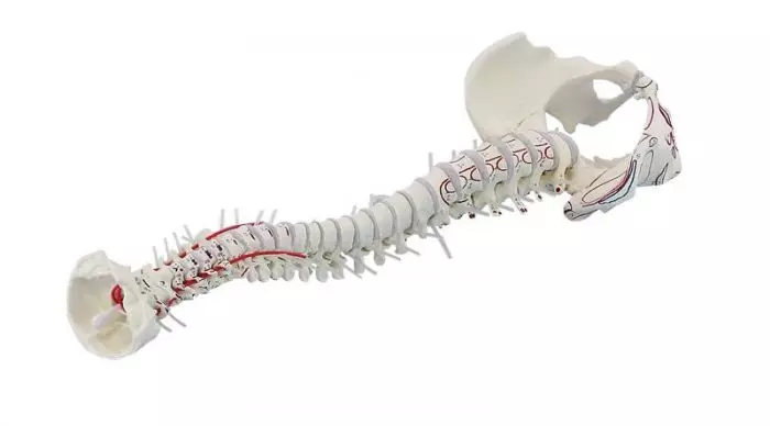 Columna vertebral con pelvis desmontable y músculos marcados Erler Zimmer