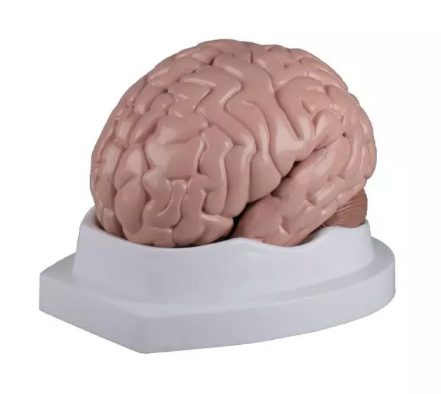 Modelo de cerebro, en 5 partes Erler Zimmer