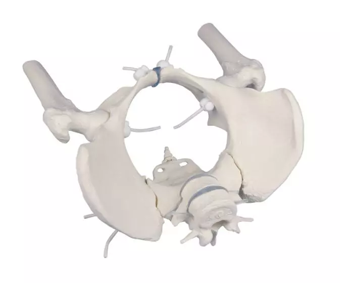 Pelvis femenino con hueso sacro, 2 vértebras lumbares y muslo flexible