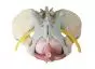 Modelo de pelvis femenina con ligamento y nervios Erler Zimmer 4070B