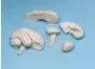 Modelo de cerebro en 8 partes C85 Erler Zimmer