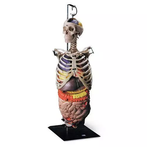 Esqueleto de la parte superior del cuerpo con órganos 3B scientific W47053