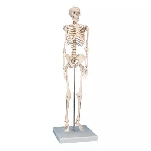 Mini-Esqueleto, con cráneo dividido en tres piezas 3B - W10530