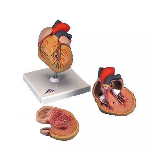 Corazón clásico con hipertrofia ventricular izquierda (HVI), de 2 piezas 3B - G04