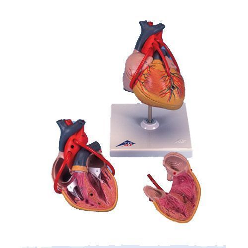 Corazón clásico con bypass, de 2 piezas 3B - G05