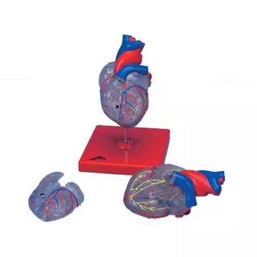 Corazón clásico con el sistema conductor, de 2 piezas 3B - G08/3