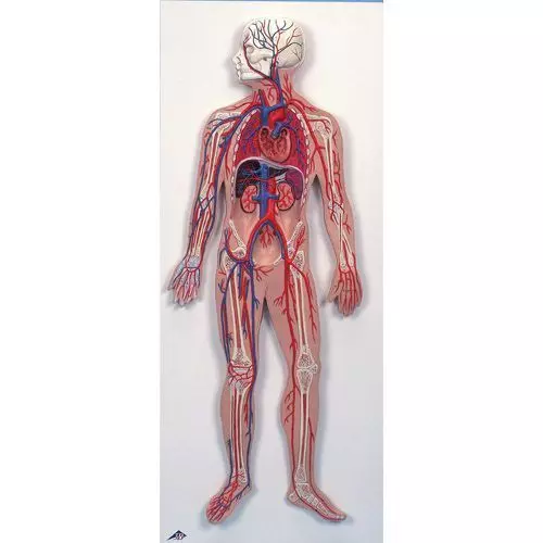 Sistema circulatorio humano 3B scientific - G30